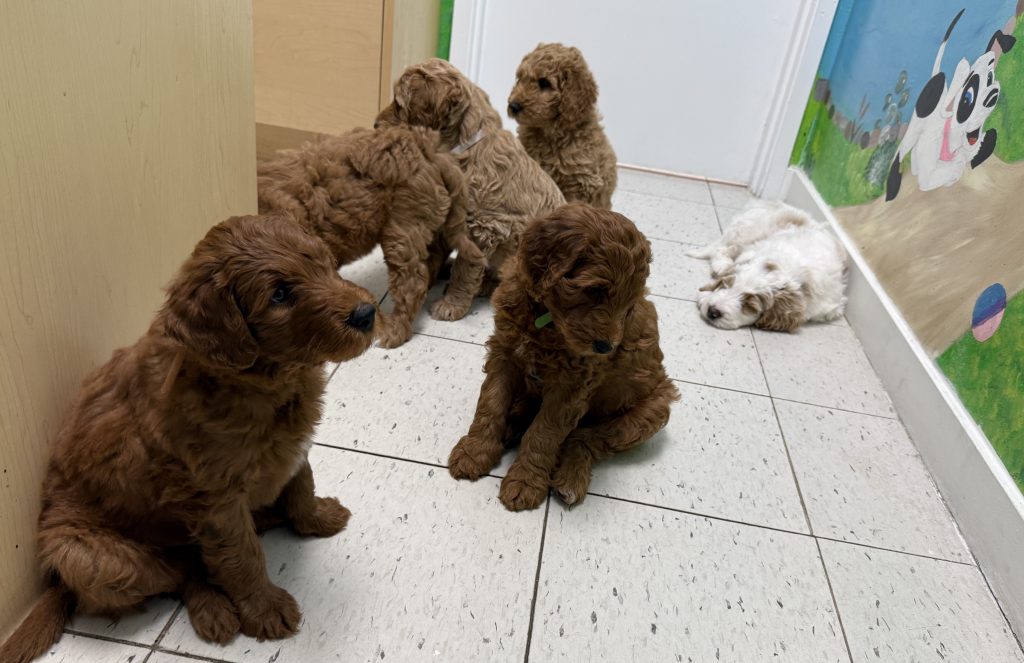 At the vet