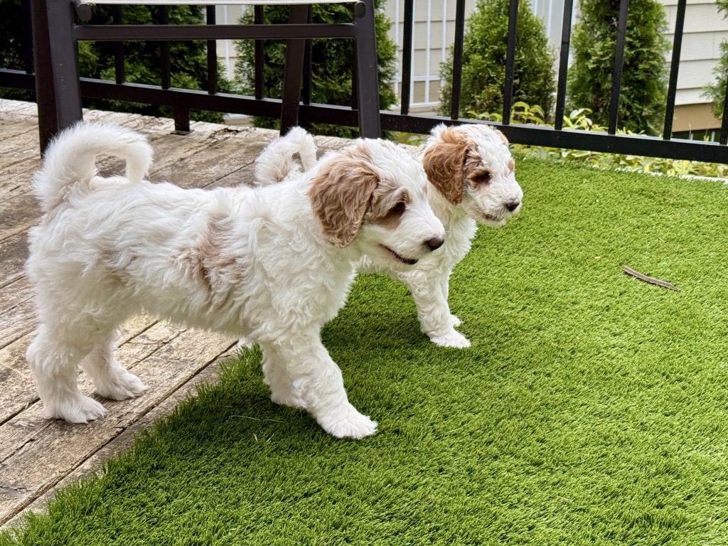 outside Play